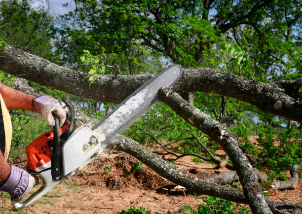 Best Tree Root Removal  in USA